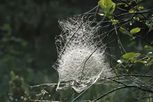 Spider web of a Sheet Weaver or Money Spider (Linyphiidae), Bavaria, Germany, Europe Spider web of a Sheet Weaver or Money Spider (Linyphiidae), Bavaria, Germany, Europe