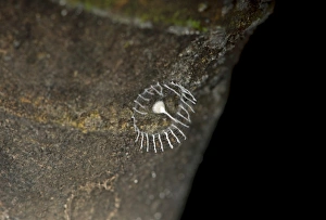 Spiderweb, 2013 discovered, less than 3 centimeters, tower-shaped and surrounded by a fence with a single egg inside the tower, spider species not yet determined, Tambopata National Reserve, Madre de Dios region, Peru Spiderweb, 2013 discovered, less than 3 centimeters, tower-shaped and surrounded by a fence with a single egg inside the tower, spider species not yet determined, Tambopata National Reserve, Madre de Dios region, Peru