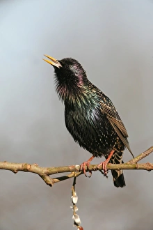 Starling -Sturnus vulgaris-, displaying courtship, singing, Allgaeu, Bavaria, Germany Starling -Sturnus vulgaris-, displaying courtship, singing, Allgaeu, Bavaria, Germany