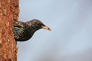 Starling -Sturnus vulgaris- leaving its nesting hole in a Norway spruce -Picea abies Starling -Sturnus vulgaris- leaving its nesting hole in a Norway spruce -Picea abies