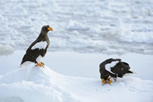 Two Steller's Sea Eagles -Haliaeetus pelagicus-, one bird feeding on a fish, Rausu Two Steller's Sea Eagles -Haliaeetus pelagicus-, one bird feeding on a fish, Rausu