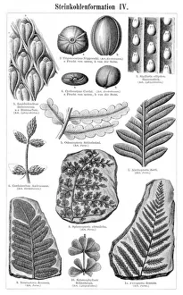 Stucco formation engraving 1895 Stucco formation engraving 1895