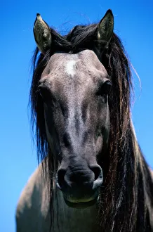 sturdy wild horse breed found in small herds in Mexico and western North American plains sturdy wild horse breed found in small herds in Mexico and western North American plains