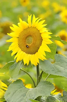 Sunflower -Helianthus annuus- in a sunflower field near Leipzig, Saxony, Germany, Europe Sunflower -Helianthus annuus- in a sunflower field near Leipzig, Saxony, Germany, Europe