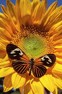 Sunflower with speckled butterfly Sunflower with speckled butterfly