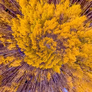 Swirling Aspens Tiny Planet Swirling Aspens Tiny Planet