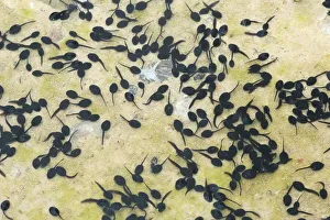 Tadpoles of the Common Toad -Bufo bufo- in a muddy puddle, Allgau, Bavaria, Germany Tadpoles of the Common Toad -Bufo bufo- in a muddy puddle, Allgau, Bavaria, Germany