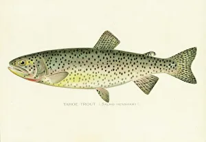 Tahoe trout chromolithograph 1898 Tahoe trout chromolithograph 1898