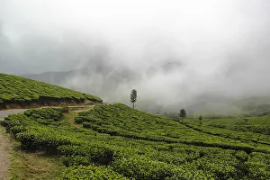 <b class=qtipBold><figcaption>Tea gardens</figcaption></b><br>Munnar is a hill station on the Western Ghats, a range of mountains situated in the Idukki district of the Indian state of Kerala. This green hill station is surrounded by the country's highest tea gardens. Tea gardens