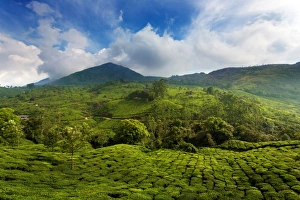 <b class=qtipBold><figcaption>Tea plantation in India</figcaption></b><br>Location: the Western-Ghats mountain range around Munnar (Kerala, India). Tea plantation in India