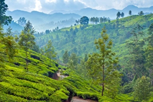 <b class=qtipBold><figcaption>Tea plantation in Kerala</figcaption></b><br>Landscape with tea plantations in the Western Ghats mountain range. Tea plantation in Kerala