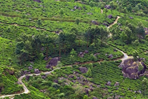 <b class=qtipBold><figcaption>Tea plantation in Kerala</figcaption></b><br>Landscape with tea plantations in the Western Ghats mountain range (Kerala, India). Tea plantation in Kerala