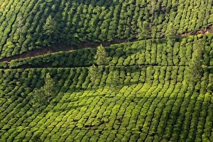 <b class=qtipBold><figcaption>Tea plantation in Kerala</figcaption></b><br>Landscape with tea plantations in the Western Ghats mountain range. Tea plantation in Kerala