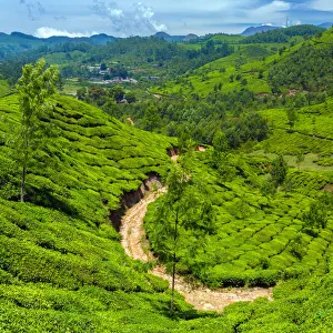 <b class=qtipBold><figcaption>Tea plantation in Kerala</figcaption></b><br>Landscape with tea plantations in the Western Ghats mountain range. Tea plantation in Kerala