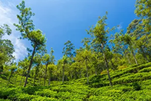<b class=qtipBold><figcaption>Tea plantation in Kerala</figcaption></b><br>Landscape with tea plantations in the Western Ghats mountain range.<br><em>© © 2015 Peter Zelei</em> Tea plantation in Kerala