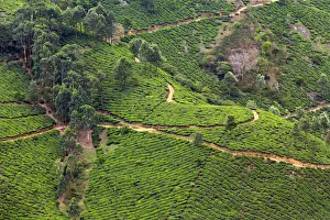 <b class=qtipBold><figcaption>Tea plantation in Kerala</figcaption></b><br>Landscape with tea plantations in the Western Ghats mountain range. Tea plantation in Kerala