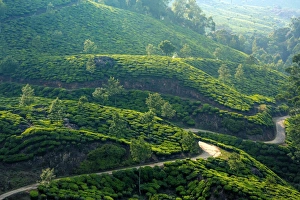 <b class=qtipBold><figcaption>Tea plantation in Kerala, India</figcaption></b><br>Landscape with tea plantations in the Western Ghats mountain range, Munnar, Kerala, India.<br><em>© © 2015 Peter Zelei</em> Tea plantation in Kerala, India