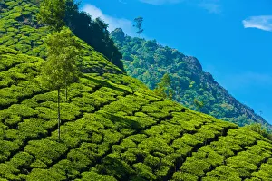 <b class=qtipBold><figcaption>Tea plantation in Kerala, India</figcaption></b><br>Landscape with tea plantations in the Western Ghats mountain range.<br><em>© © 2015 Peter Zelei</em> Tea plantation in Kerala, India