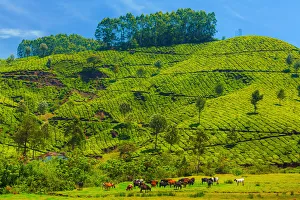 <b class=qtipBold><figcaption>Tea plantation in Kerala, India</figcaption></b><br>Tea plantation in the Western Ghats mountain range, a herds of cattle is visible in the foreground. Tea plantation in Kerala, India