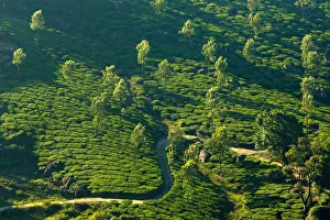 <b class=qtipBold><figcaption>Tea plantation in Kerala, India</figcaption></b><br>Landscape with tea plantations in the Western Ghats mountain range. Tea plantation in Kerala, India