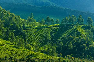 <b class=qtipBold><figcaption>Tea plantation landscape</figcaption></b><br>Location: the Western Ghats mountains around Munnar, Kerala, India. Tea plantation landscape