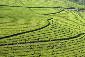 <b class=qtipBold><figcaption>Tea plantation in a slope</figcaption></b><br>A tea plantation in a slope near Coonoor, Nilgiris, India.<br><em>© Dethan Punalur</em> Tea plantation in a slope
