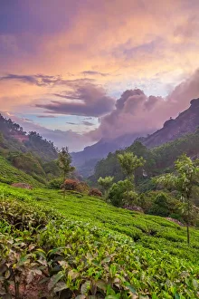 <b class=qtipBold><figcaption>Tea plantations at dusk</figcaption></b><br>Tea plantations in India. Tea plantations at dusk