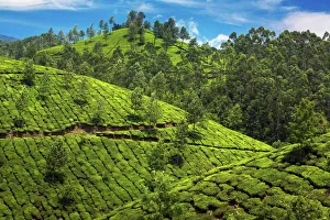 <b class=qtipBold><figcaption>Tea plantations in India</figcaption></b><br>Tea plantations around Munnar (Kerala, India) Tea plantations in India