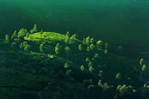 <b class=qtipBold><figcaption>Tea plantations in India at sunrise</figcaption></b><br>Location: Western Ghats mountain range, Kerala, India. Tea plantations in India at sunrise