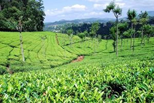 <b class=qtipBold><figcaption>Tea plantations near Coonoor</figcaption></b><br>Hill station in Nilgiris surrounded by tea plantations. Tea plantations near Coonoor