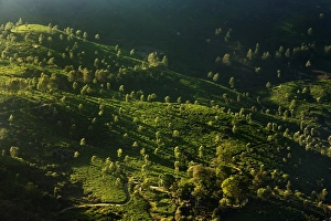 <b class=qtipBold><figcaption>Tea plantations at sunrise</figcaption></b><br>Tea plantations close to Munnar in the Western Ghats mountain range - Kerala, India. Tea plantations at sunrise