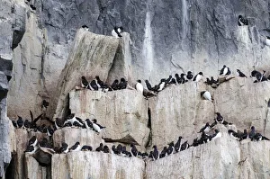 Thick-billed Murres or Bruennich's Guillemots -Uria lomvia- at the bird cliffs of Thick-billed Murres or Bruennich's Guillemots -Uria lomvia- at the bird cliffs of