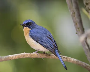 <b class=qtipBold><figcaption>Tickell's Blue Flycatcher</figcaption></b> Tickell's Blue Flycatcher