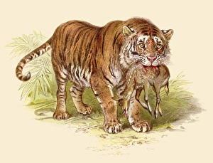 Tiger with deer prey illustration 1888 Tiger with deer prey illustration 1888