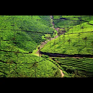 <b class=qtipBold><figcaption>Tons of tea</figcaption></b><br>Hillside tea plantation in Western Ghats, India.<br><em>© Leonard Andersson</em> Tons of tea