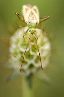 True bug -heteroptera- perched on the withered blossom of a Glossy scabious -Scabiosa True bug -heteroptera- perched on the withered blossom of a Glossy scabious -Scabiosa