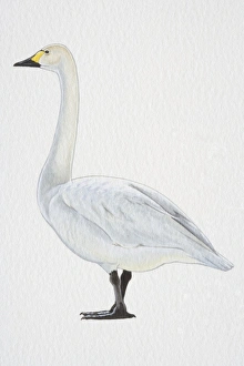 Tundra or Bewick's Swan (Cygnus columbianus), with yellow-black bill and black feet Tundra or Bewick's Swan (Cygnus columbianus), with yellow-black bill and black feet