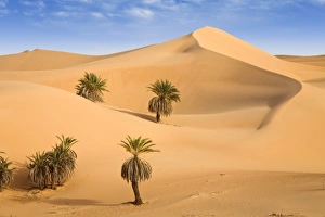 Um el Ma Oasis, date palms and sand dunes, Libyan Desert, Libya, Sahara, North Africa Um el Ma Oasis, date palms and sand dunes, Libyan Desert, Libya, Sahara, North Africa