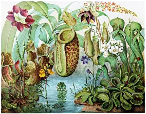 Venus fly trap Venus fly trap