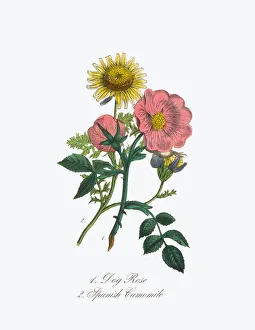 Victorian Botanical Illustration of Dog Rose and Spanish Camomile Victorian Botanical Illustration of Dog Rose and Spanish Camomile