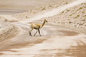 Vicugna (Vicugna vicugna) crossing a non-paved road, Los Flamencos Nacional Reserve Vicugna (Vicugna vicugna) crossing a non-paved road, Los Flamencos Nacional Reserve