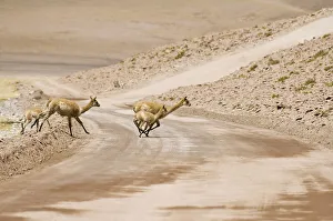 Vicugnas (Vicugna vicugna) running over a non-paved road, Los Flamencos Nacional Reserve Vicugnas (Vicugna vicugna) running over a non-paved road, Los Flamencos Nacional Reserve
