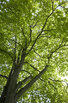 View towards the foliage of a sun-drenched Oak (Quercus), Trondheim, Norway, Scandinavia View towards the foliage of a sun-drenched Oak (Quercus), Trondheim, Norway, Scandinavia