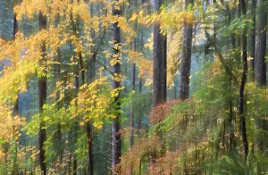 Vine Maple and Big Leaf Maple in autumn, Silver Falls State Park, Oregon, USA Vine Maple and Big Leaf Maple in autumn, Silver Falls State Park, Oregon, USA