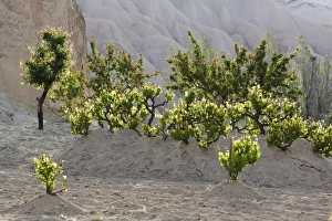 Vines, tufa formations, Goreme National Park, Cappadocia, Central Anatolia Region Vines, tufa formations, Goreme National Park, Cappadocia, Central Anatolia Region