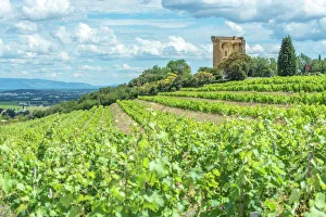 Vineyard next to Ruins of castle, Chateauneuf du Pape, France Vineyard next to Ruins of castle, Chateauneuf du Pape, France