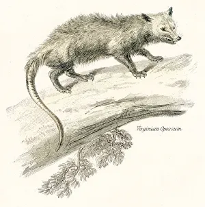 Virginia opossum engraving 1803 Virginia opossum engraving 1803