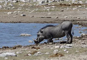 Warthog -Phacochoerus africanus- at a waterhole, Etosha National Park, Oshikoto Region Warthog -Phacochoerus africanus- at a waterhole, Etosha National Park, Oshikoto Region