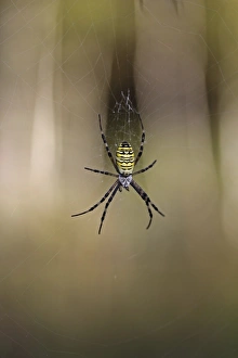 Wasp Spider -Argiope bruennichi-, Lake Federsee region, Upper Swabia, Baden-Wuerttemberg Wasp Spider -Argiope bruennichi-, Lake Federsee region, Upper Swabia, Baden-Wuerttemberg