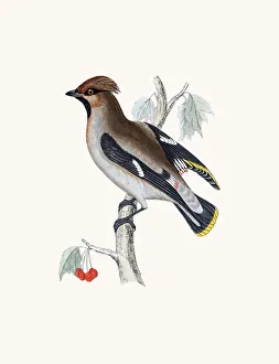 Waxwing bird Waxwing bird